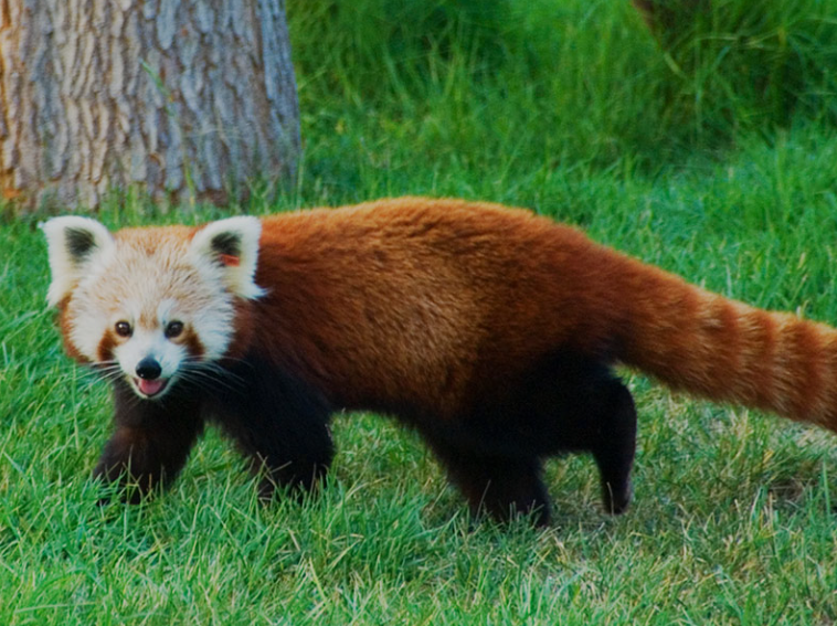 Imagen ilustrativa Panda rojo