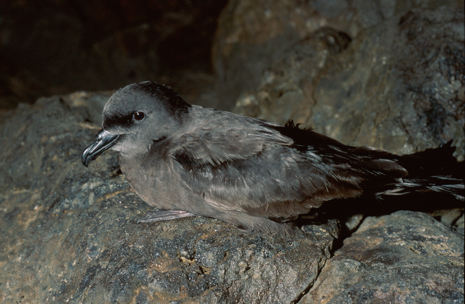 Petrel de Bulwer