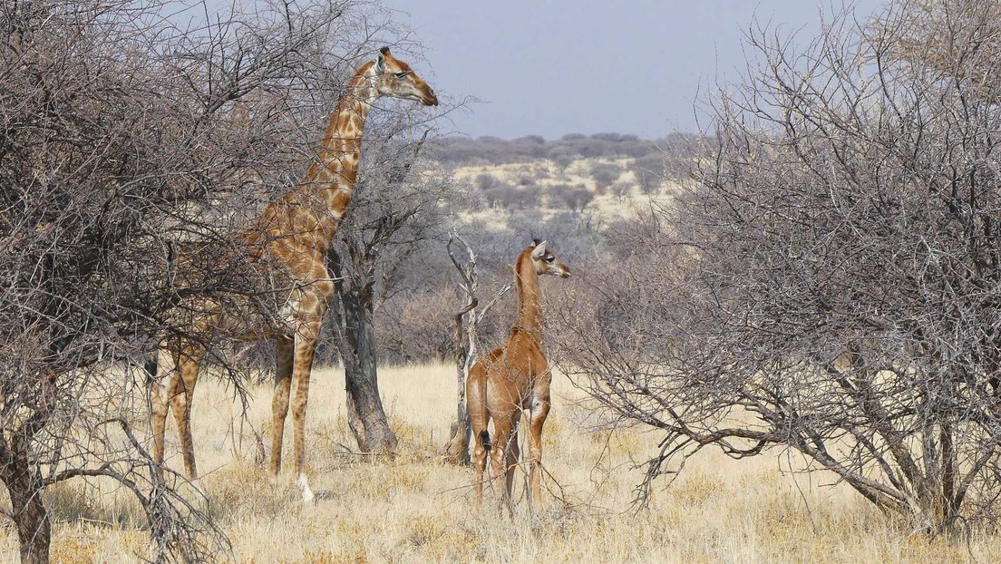 Giraffe Conservation Foundation / Eckart Demasius