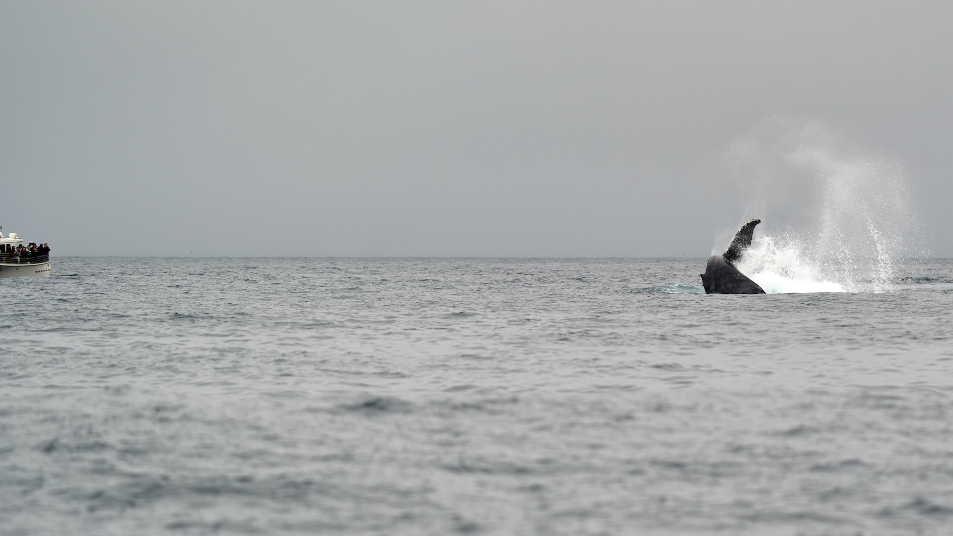 Imagen ilustrativa / Mike Doherty (Unsplash) Ballena