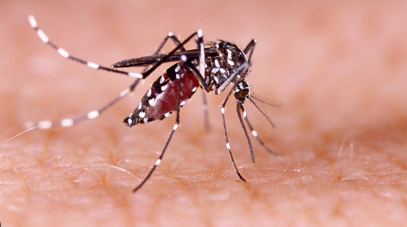 Mosquito Aedes albopictus / CanariasNoticias.es Mosquito Aedes albopictus / CanariasNoticias.es
