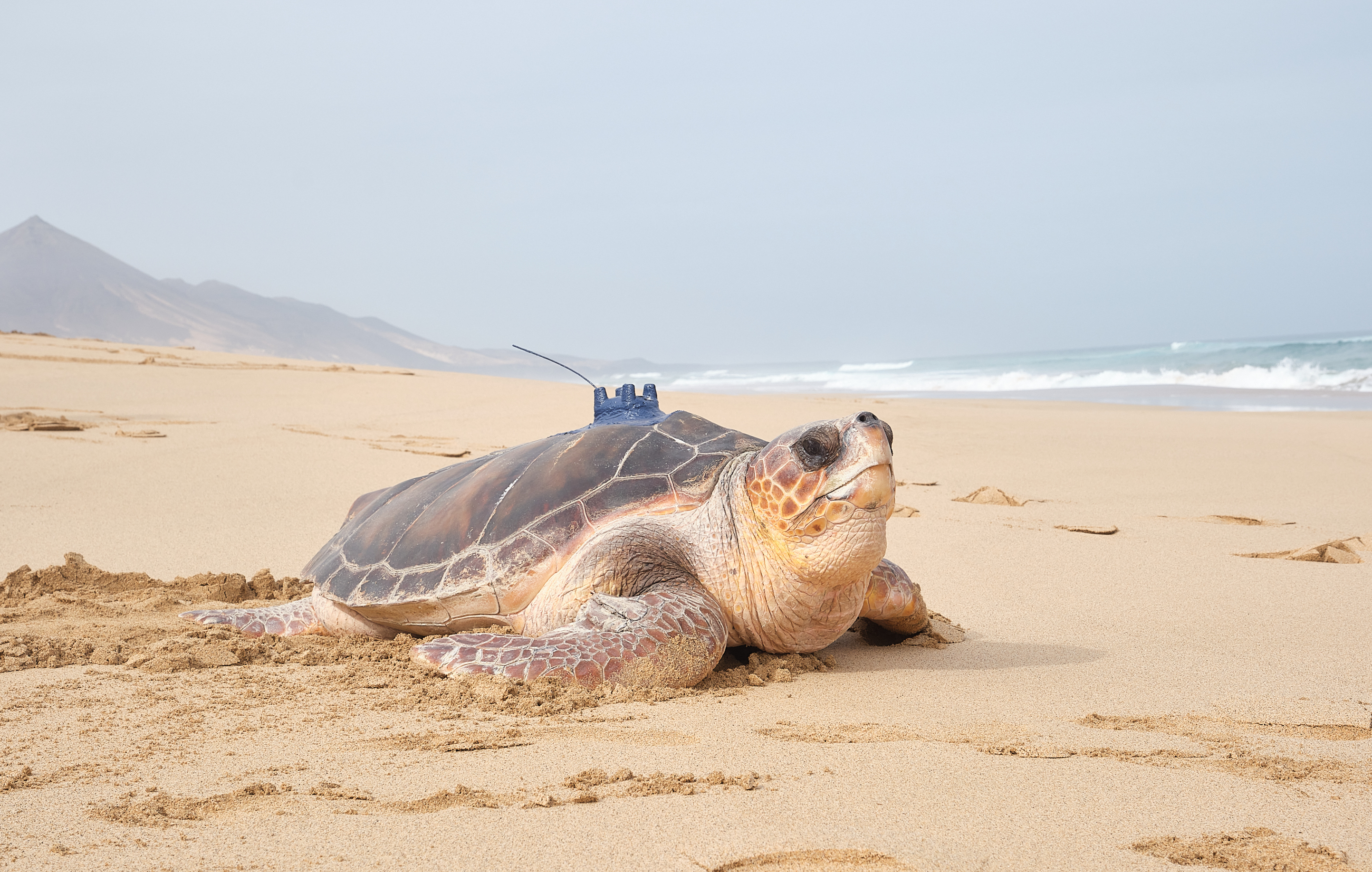 Suelta de tortuga en Playa de Cofete / CanariasNoticias.es 