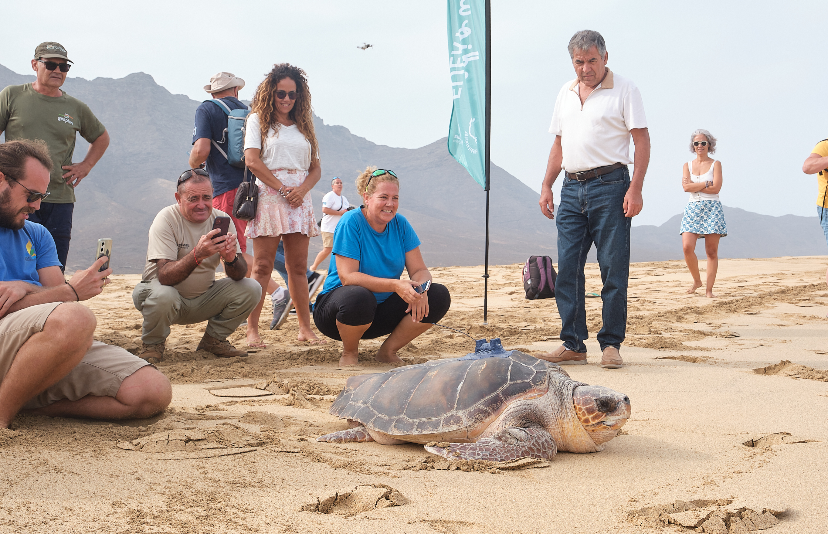 Suelta de tortuga en Playa de Cofete / CanariasNoticias.es 
