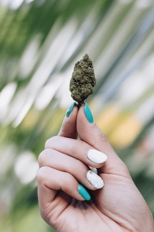 Flores de CBD: Todo lo que necesitas saber sobre esta nueva tendencia