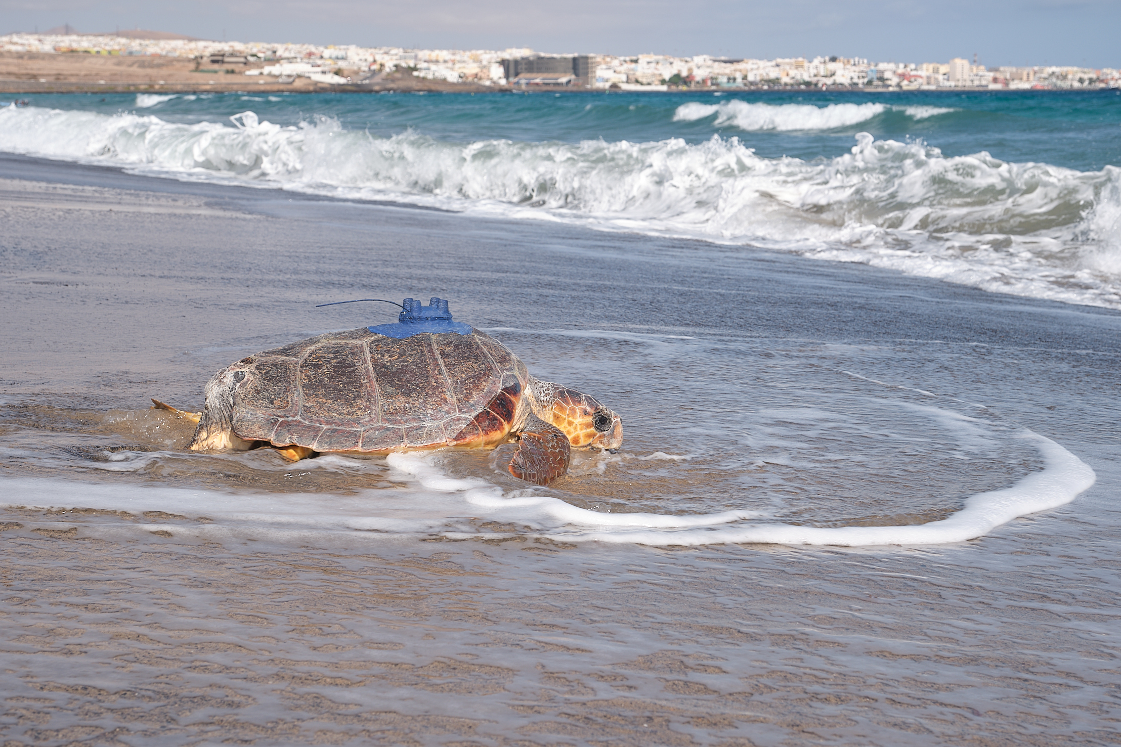 Suelta de tortugas en Playa Blanca / CanariasNoticias.es