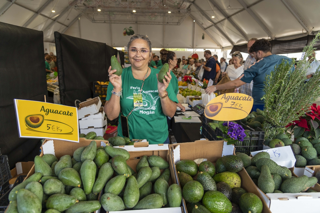 Feria del Aguacate / CanariasNoticias.es 