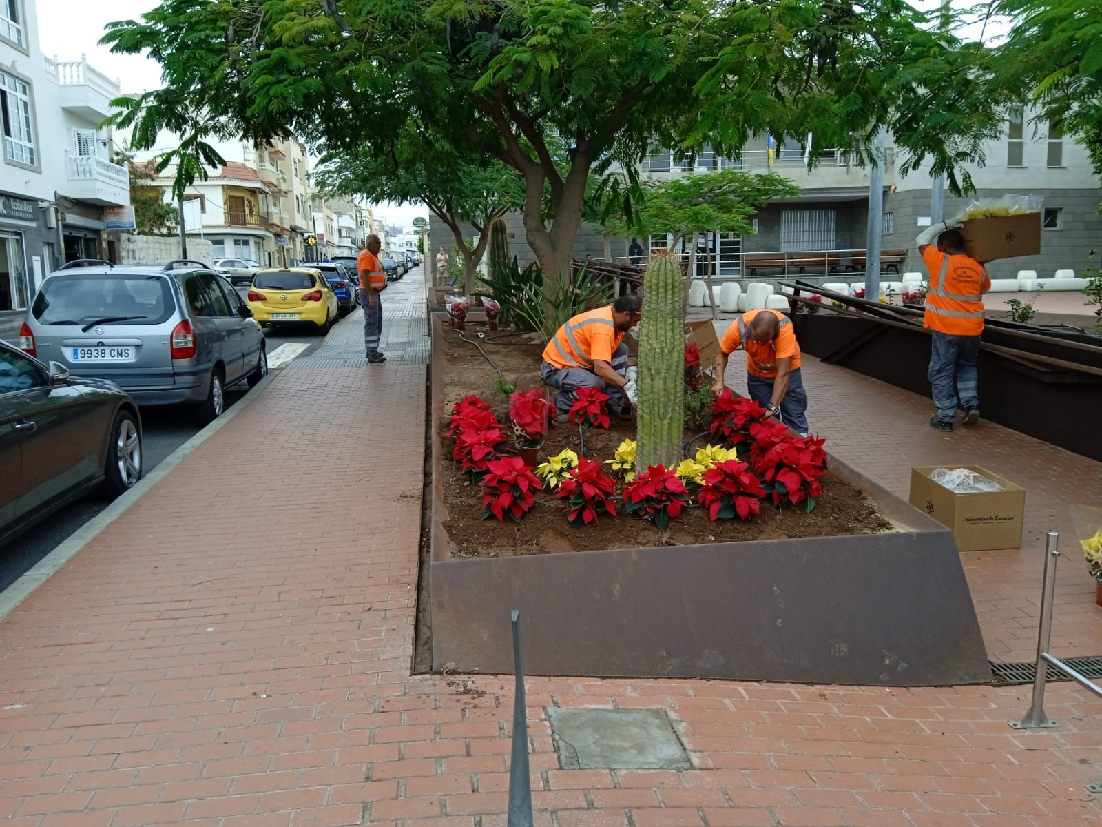 Plantación de flores de pascua / CanariasNoticias.es
