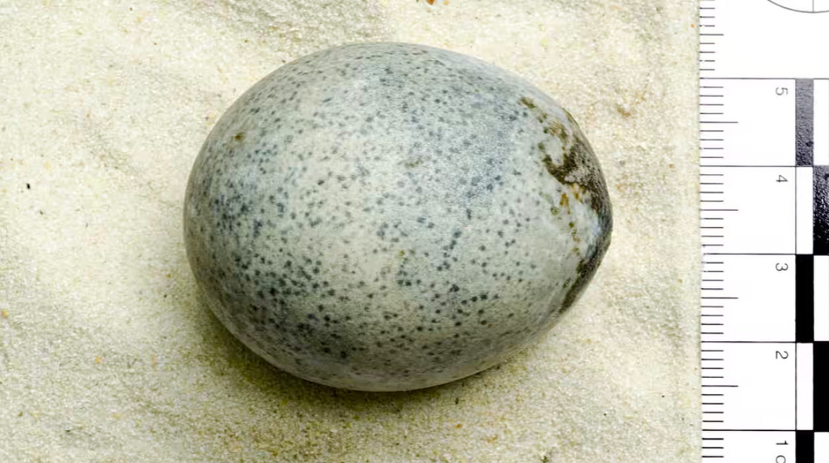 Huevo de 1700 años 