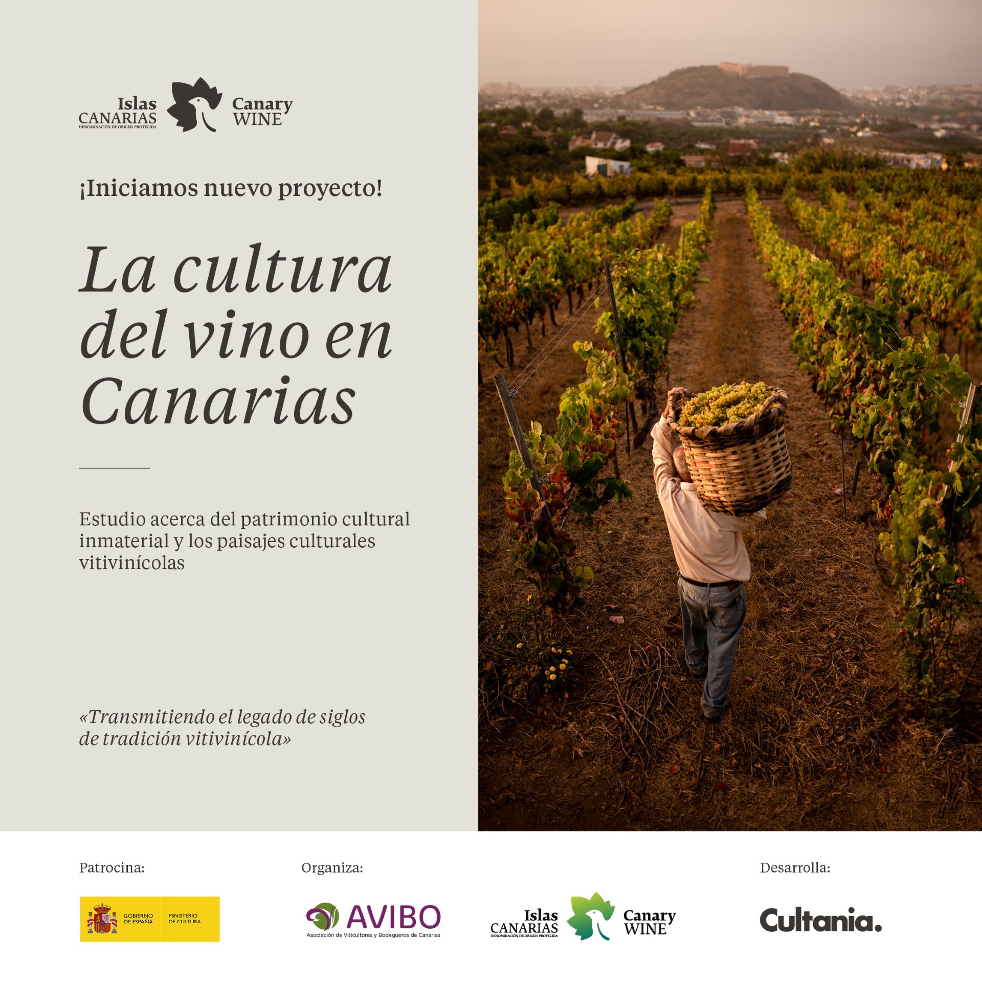 Viticultura/ canariasnoticias.es