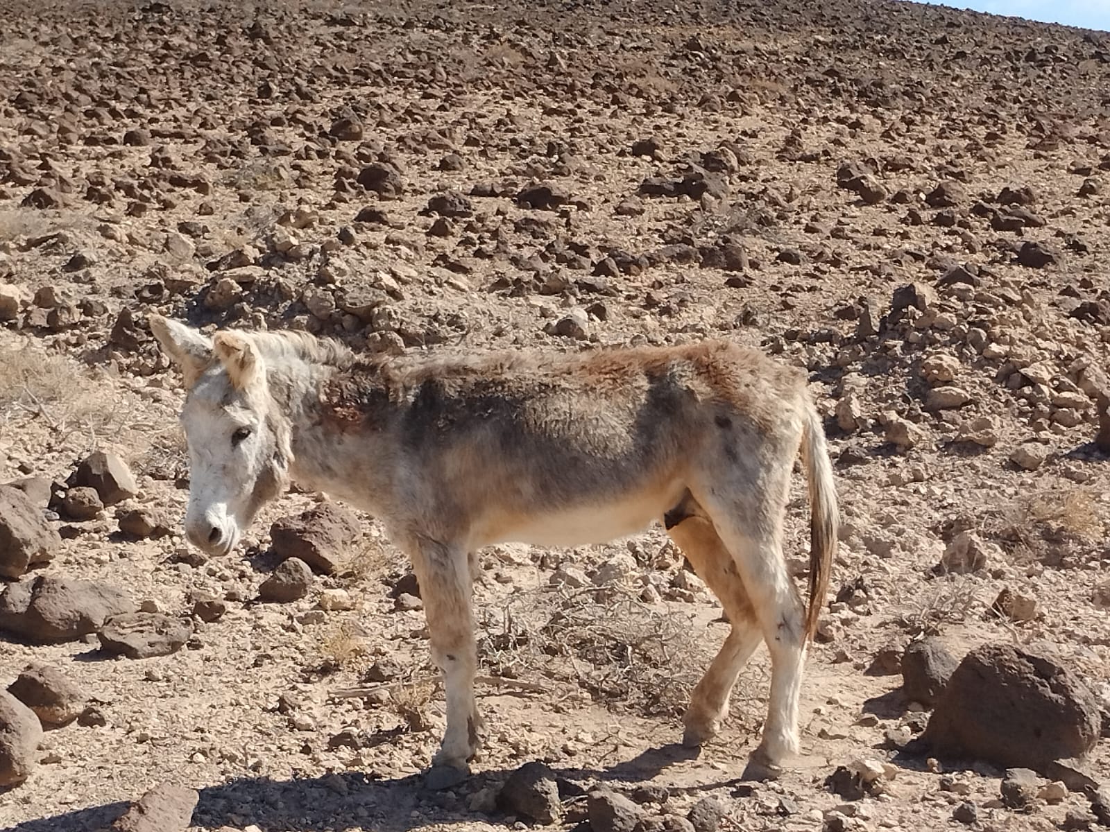 Burro majorero rescatado / CanariasNoticias.es 