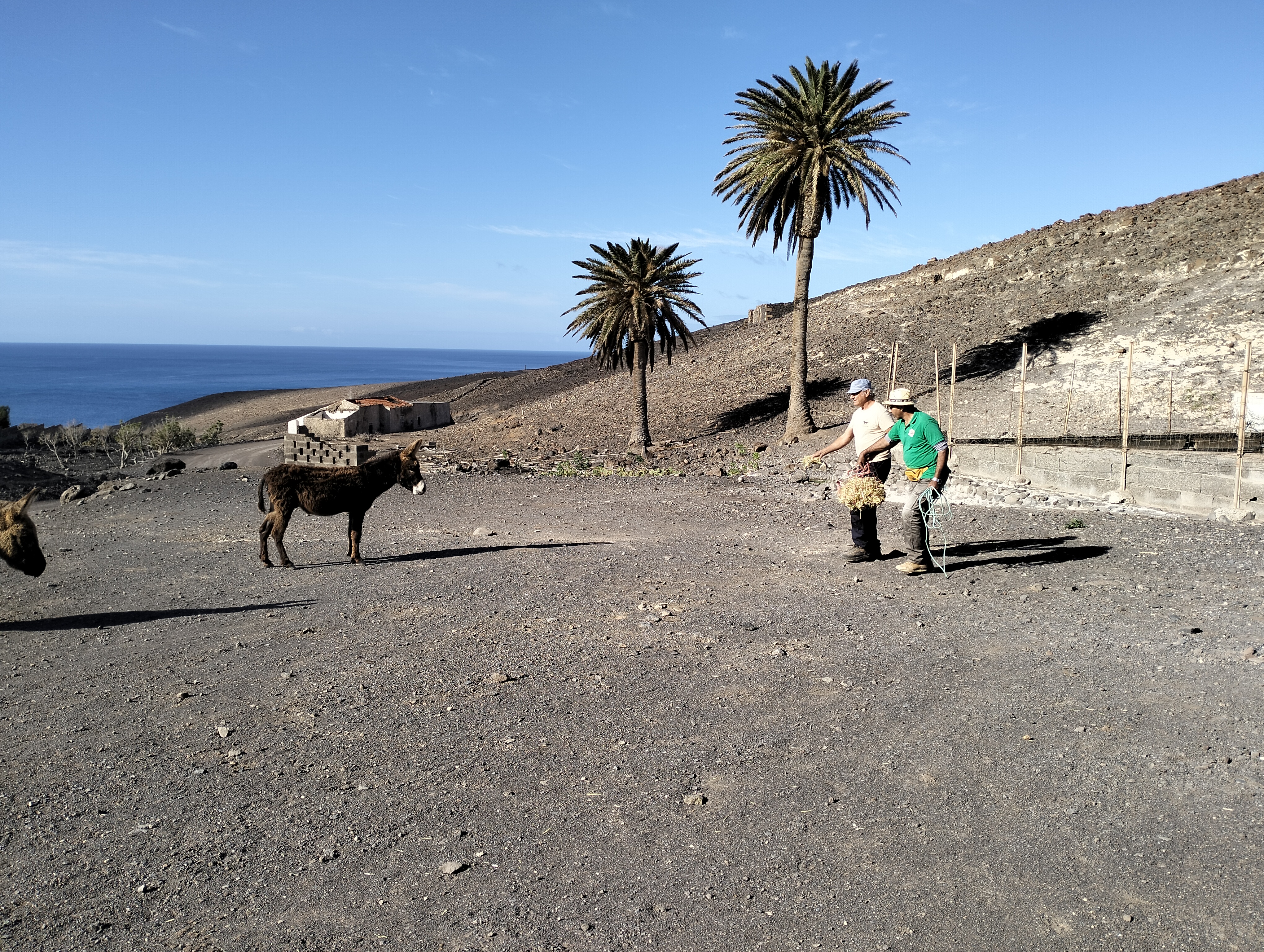 Burro majorero rescatado / CanariasNoticias.es 