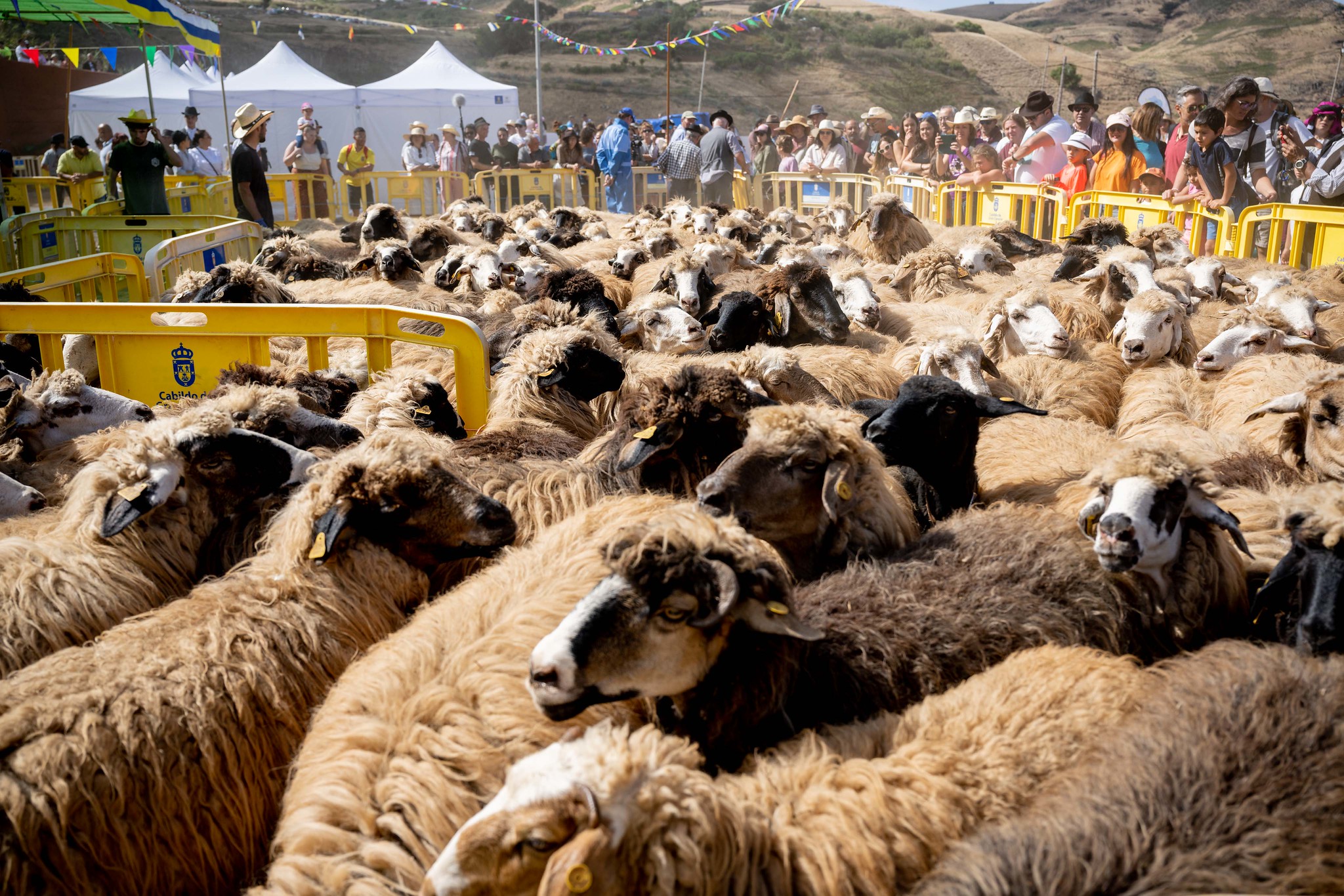 Fiesta de la Lana / CanariasNoticias.es 