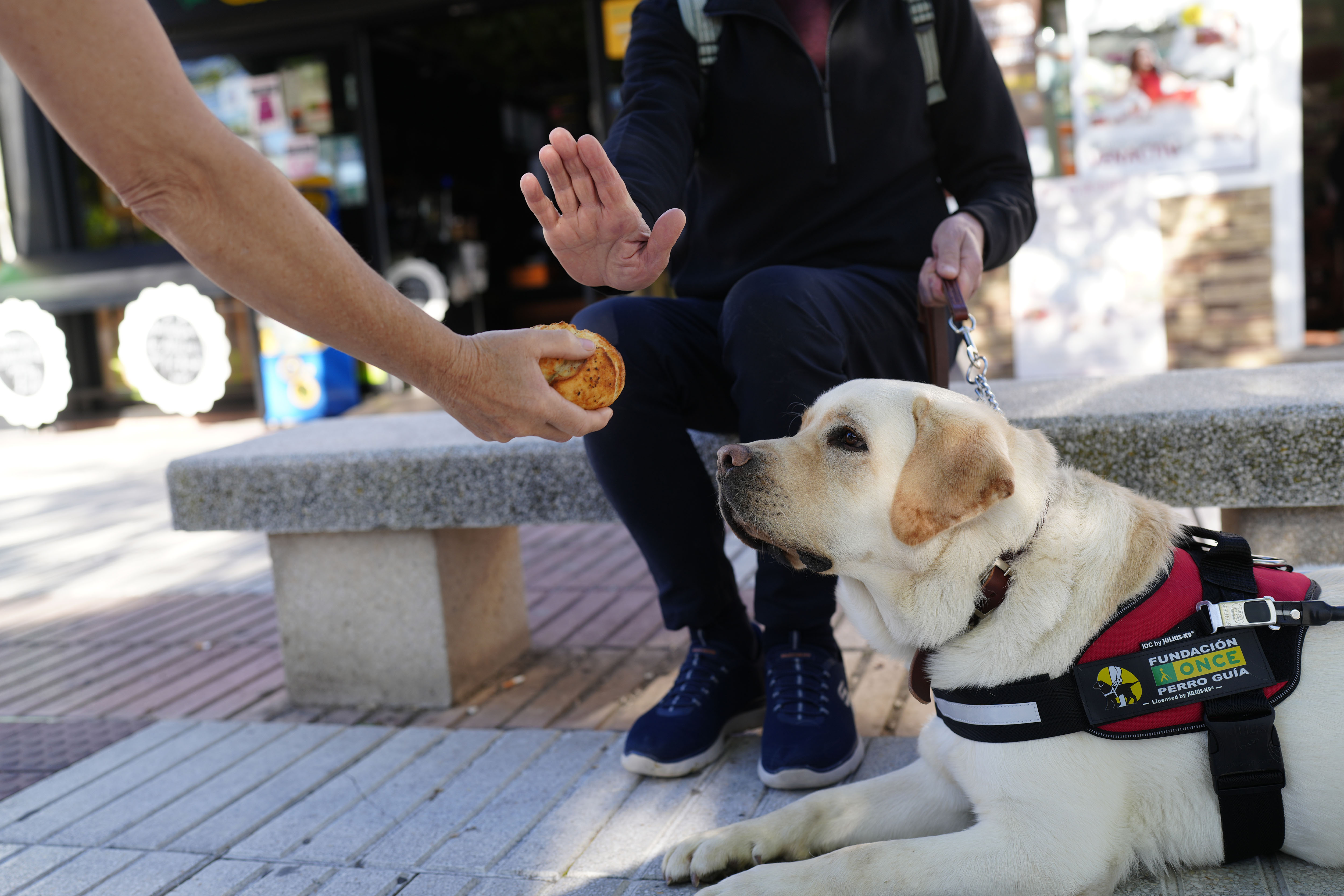 Perro guía 