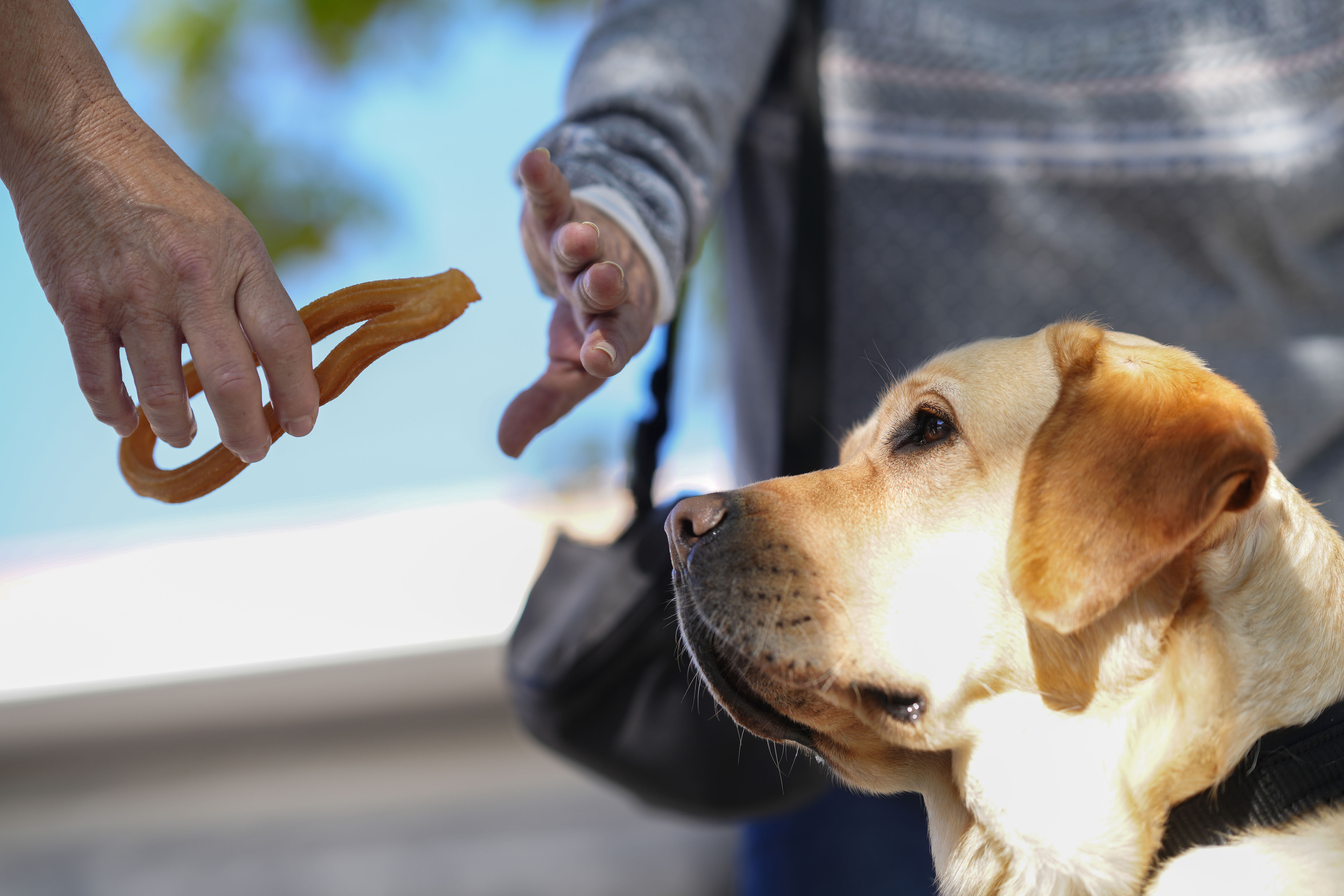 Perro guía 