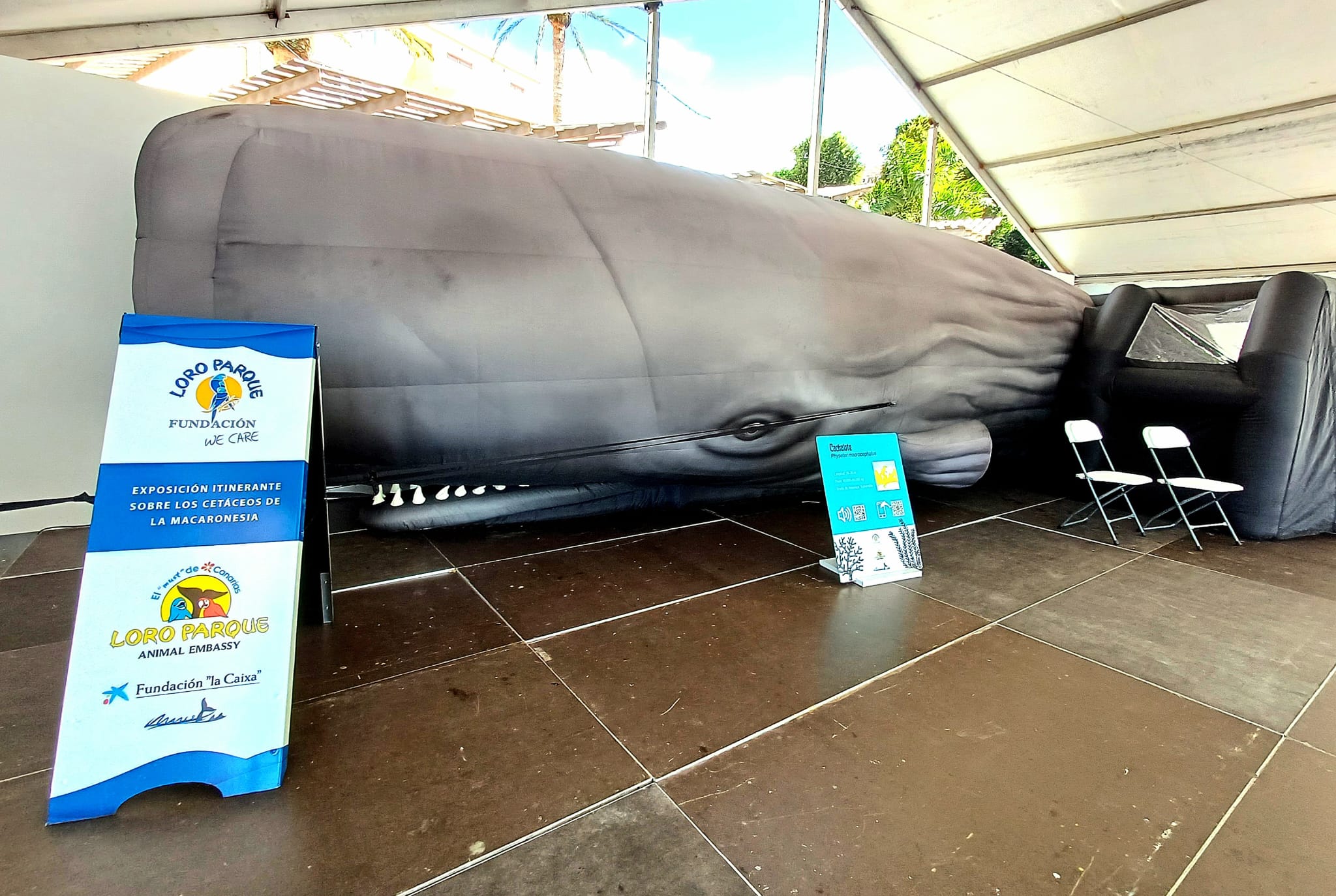 Exposición sobre cetáceos / CanariasNoticias.es 