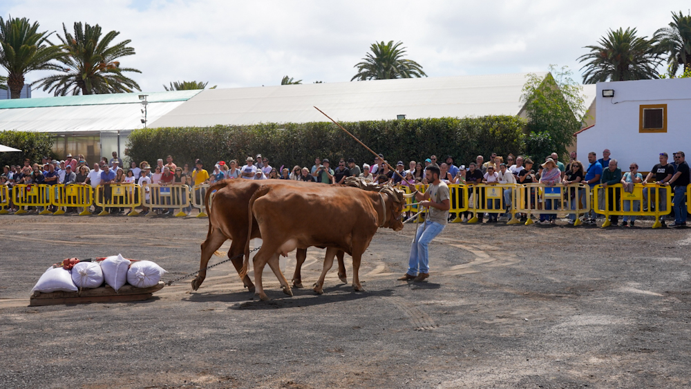 Feria de Ganado / CanariasNoticias.es 