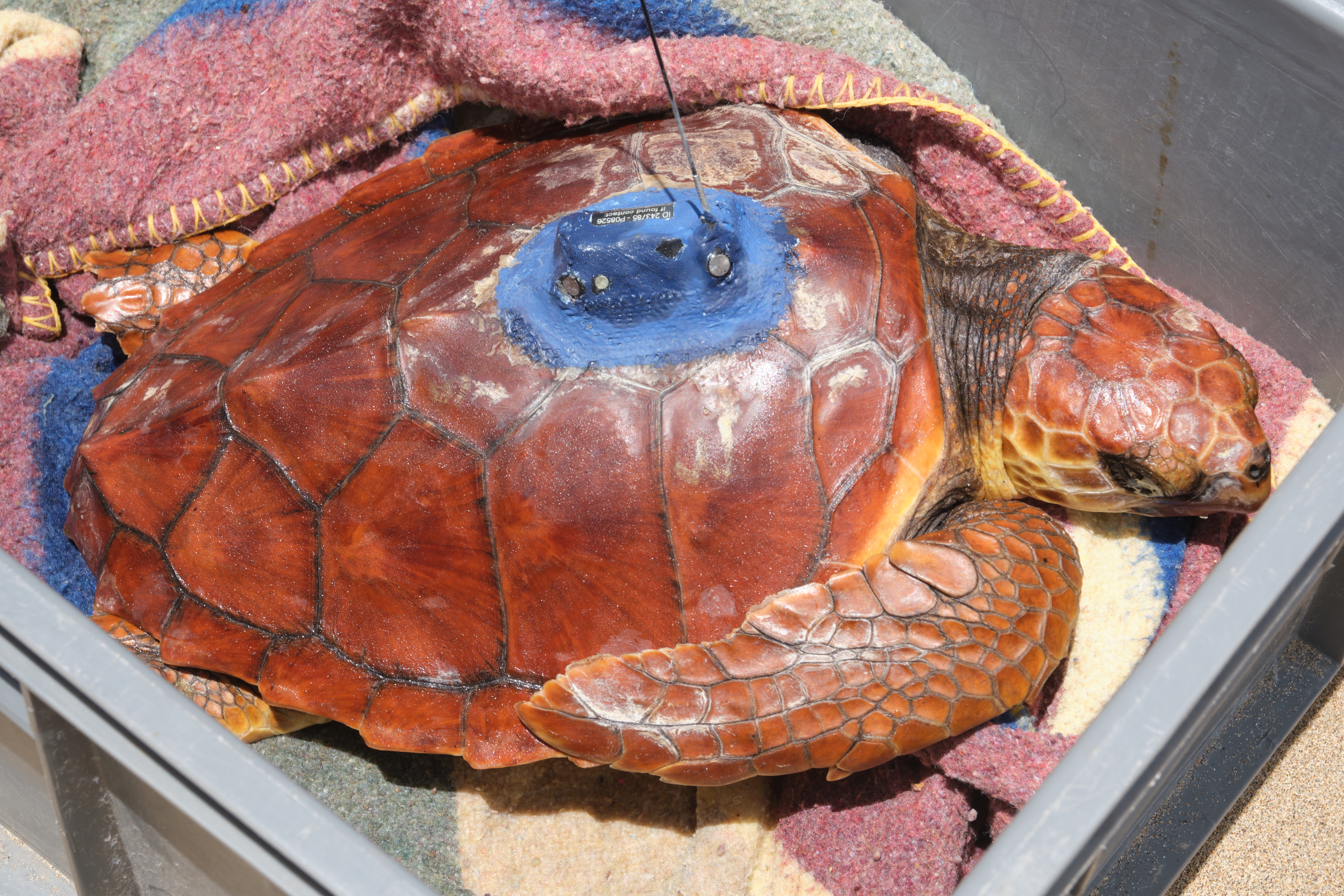 Suelta de tortuga en Fuerteventura /CanariasNoticias.es