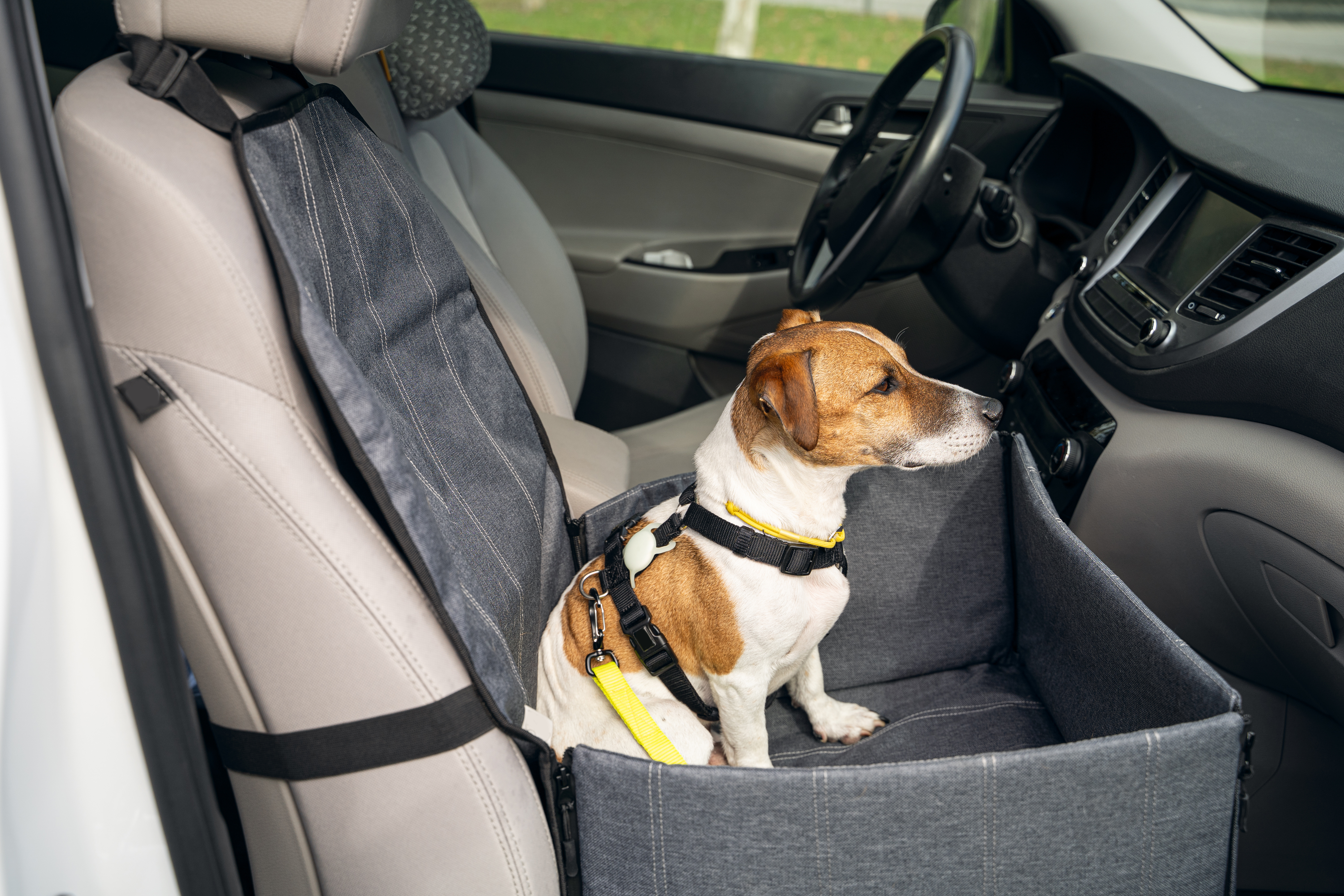 Perro viajando en coche Perro viajando en coche