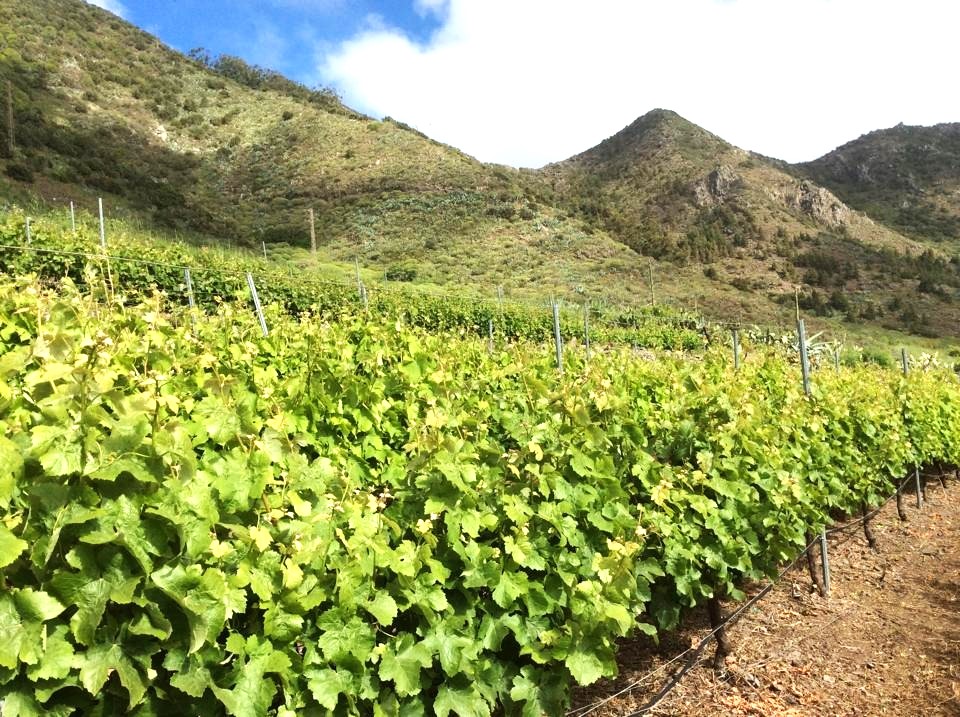 Viñas en Canarias / CanariasNoticias.es Viñas en Canarias / CanariasNoticias.es