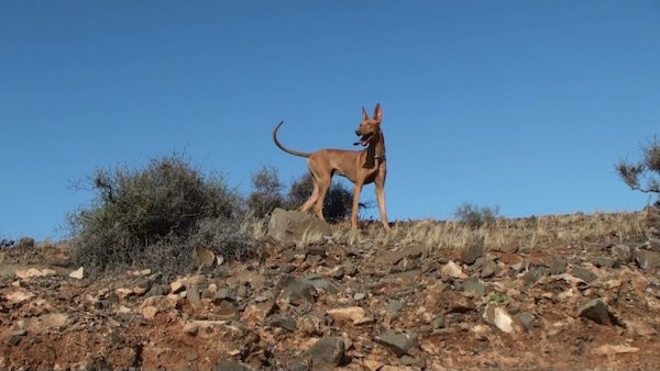 Perro cazador / CanariasNoticias.es Perro cazador / CanariasNoticias.es