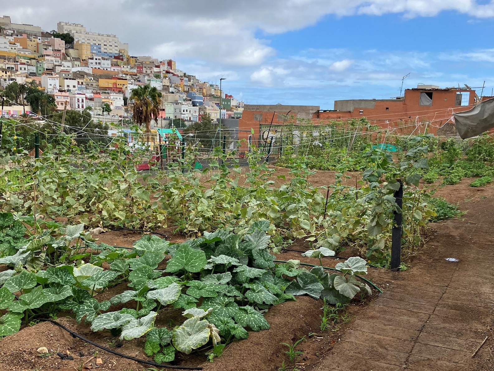 Huerto Urbano San Juan Huerto Urbano San Juan