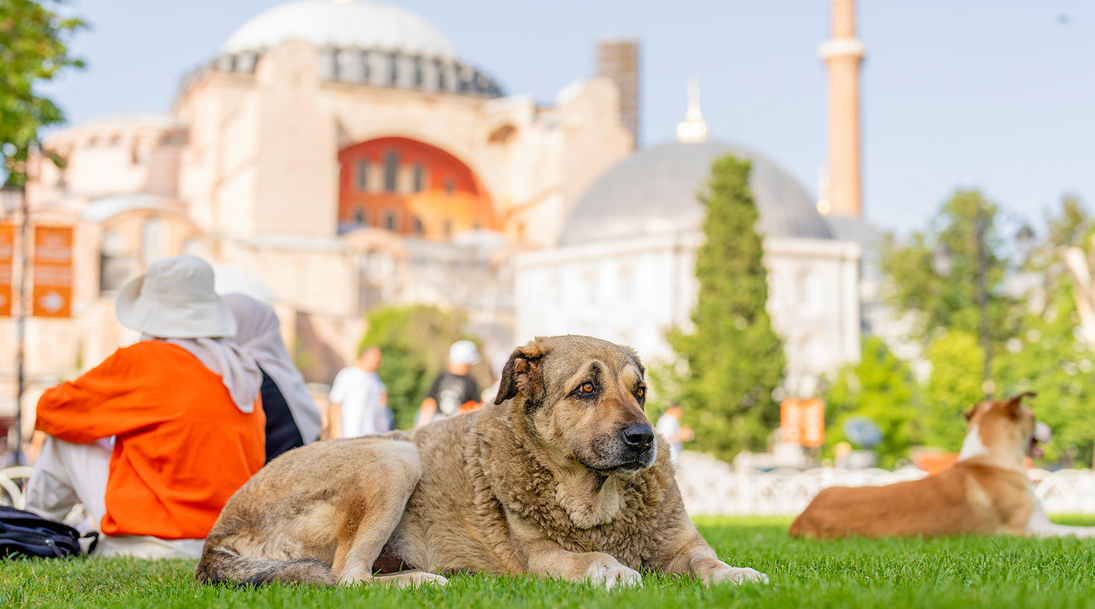 Un perro callejero en Estambul, Turquía./ canariasnoticias.es Un perro callejero en Estambul, Turquía./ canariasnoticias.es