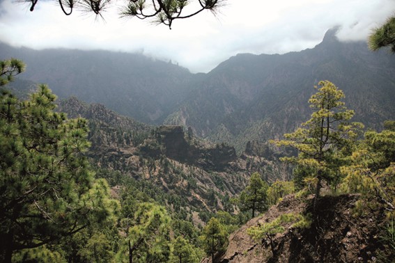 Monte de Canarias Monte de Canarias
