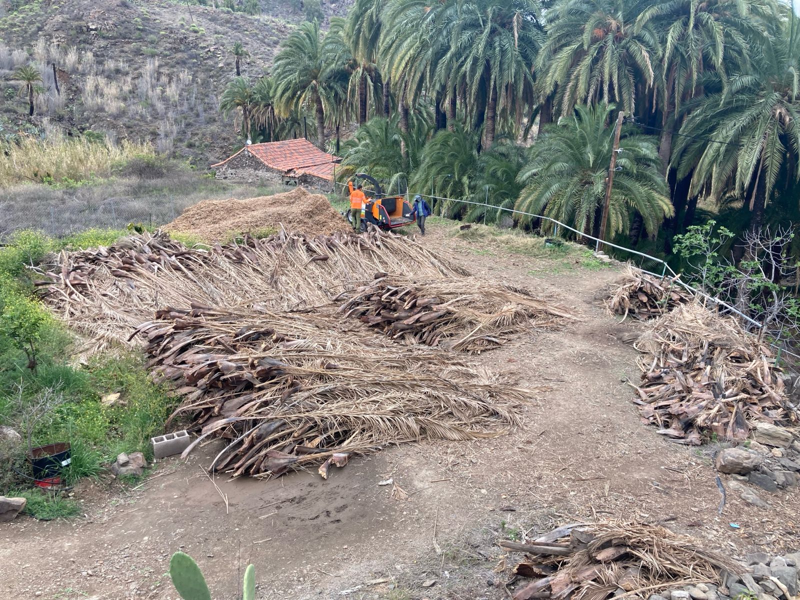 Limpieza del barranco de Fataga / CanariasNoticias.es 