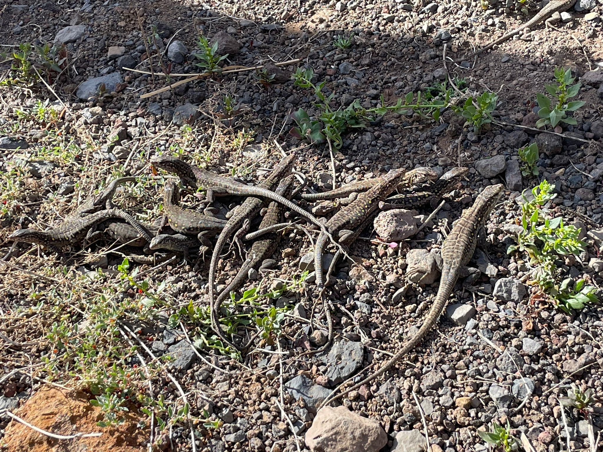 Crías de Lagarto Gigante de El Hierro Crías de Lagarto Gigante de El Hierro