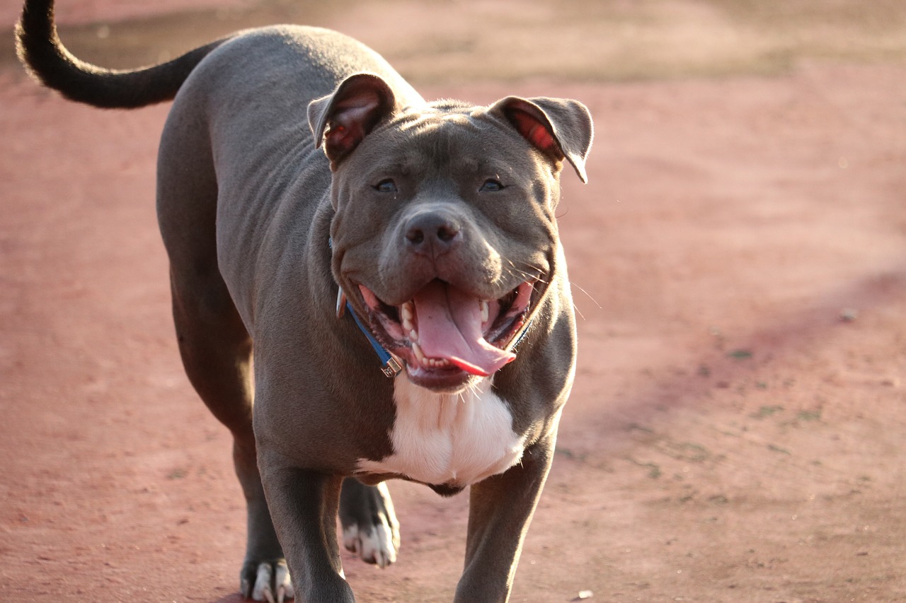 Imagen ilustrativa / thewrightmoment (Pixabay) Pit Bull