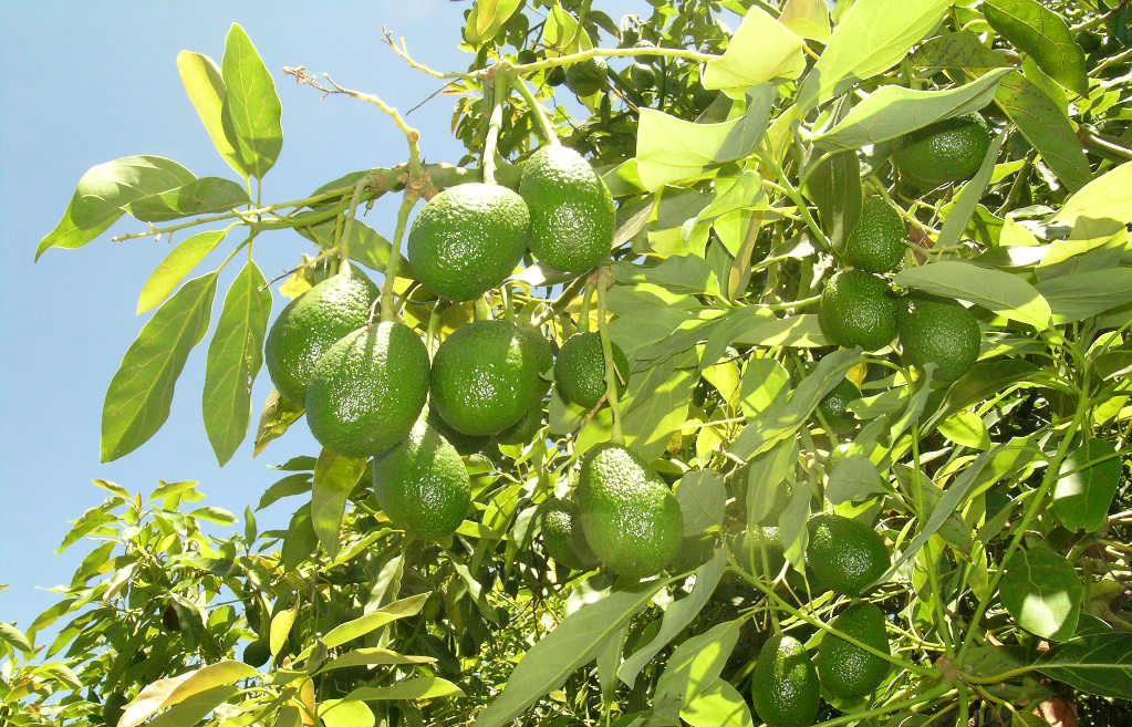 Aguacates Aguacates