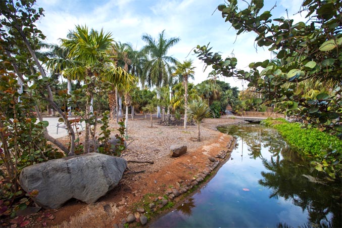 Palmetum Palmetum