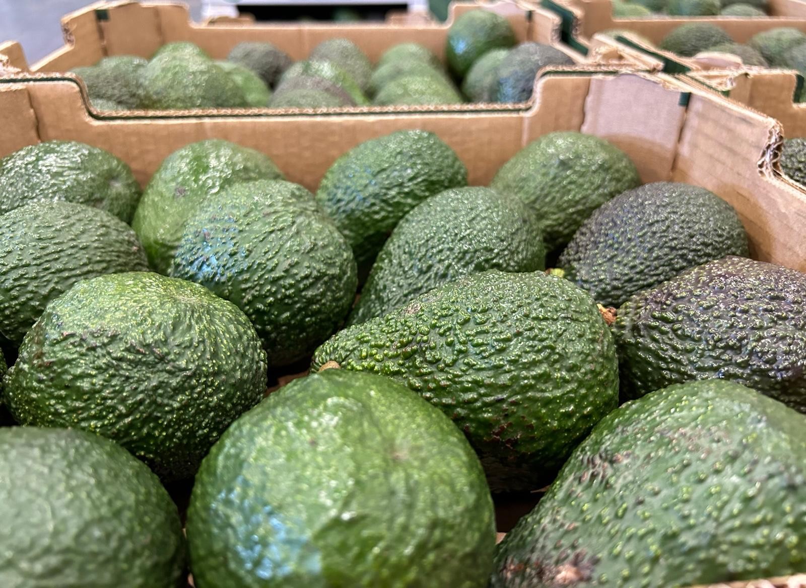 Aguacates de Canarias Aguacates de Canarias