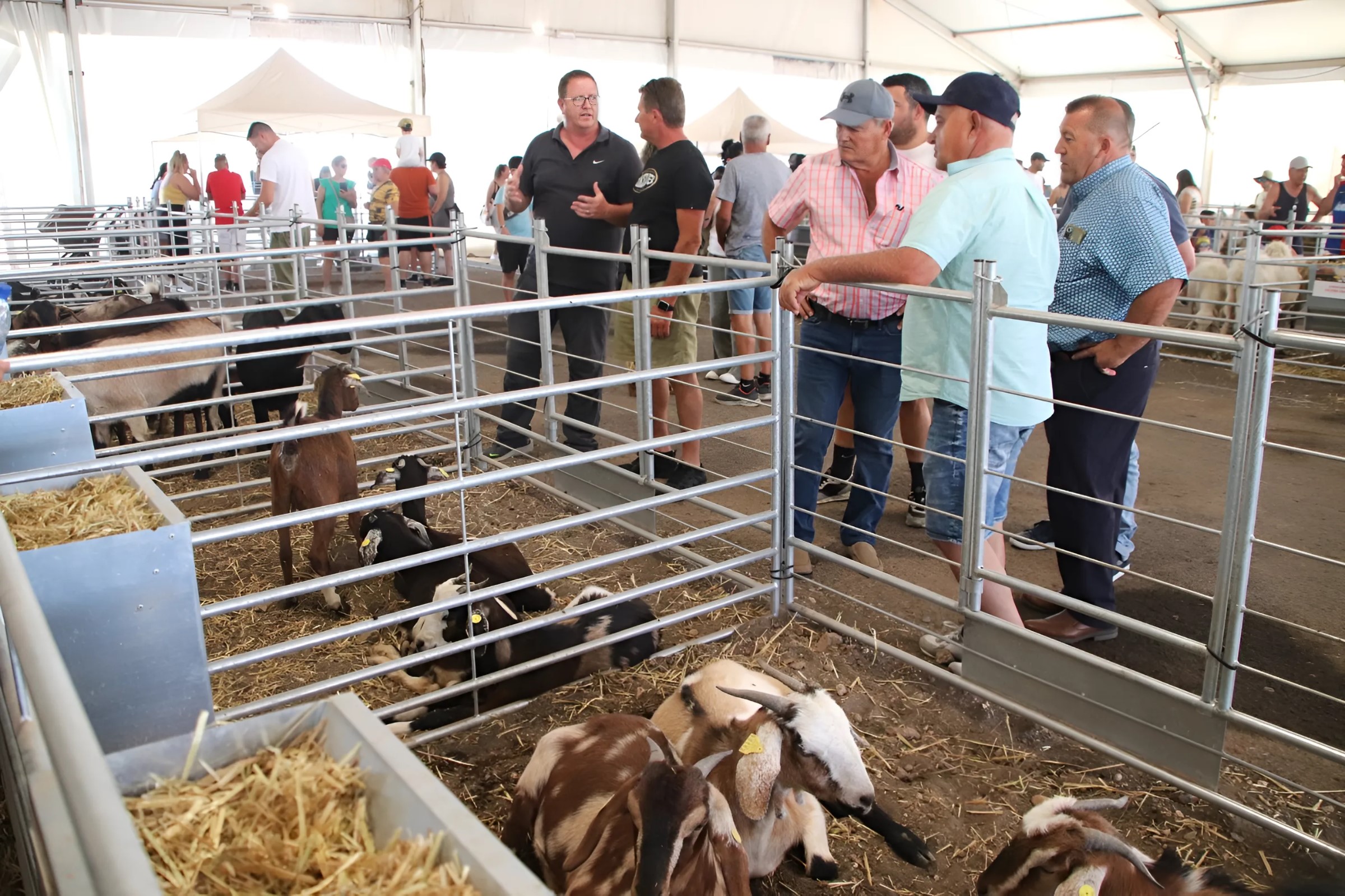 Feria de Ganado 