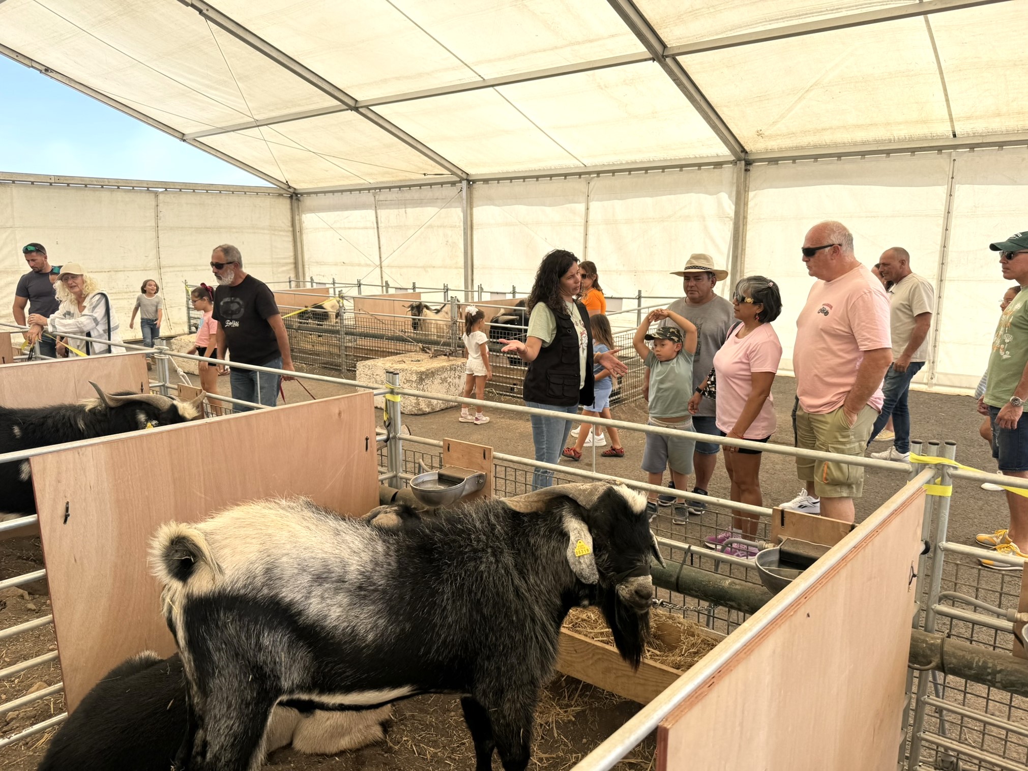 Feria de Ganado 