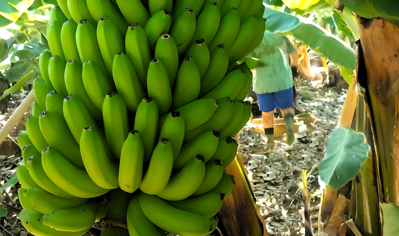 Plátano de Canarias Plátano de Canarias