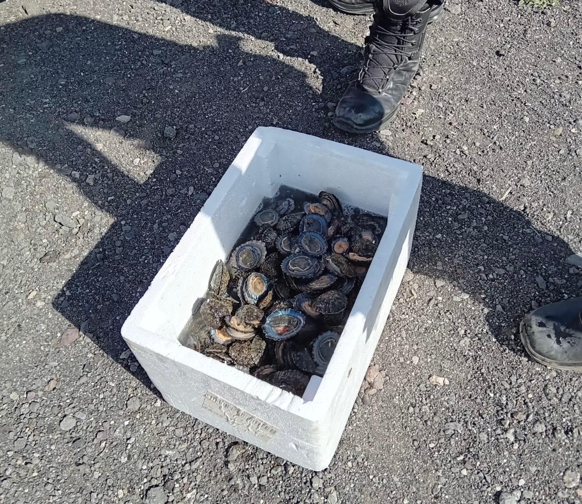 Lapas incautadas Lapas incautadas