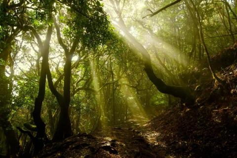 Parque Nacional de Garajonay