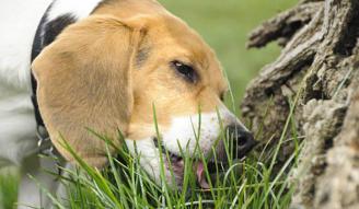 Perro comiendo hierba