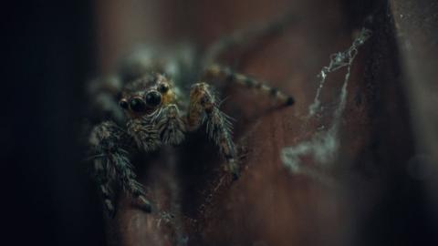 Araña