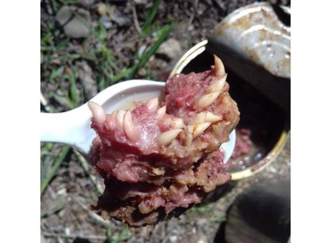 Dientes entre la carne de ración de comida