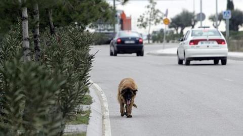 Perro abandonado