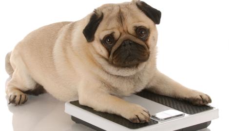 Perro gordo