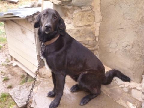 Perro atado