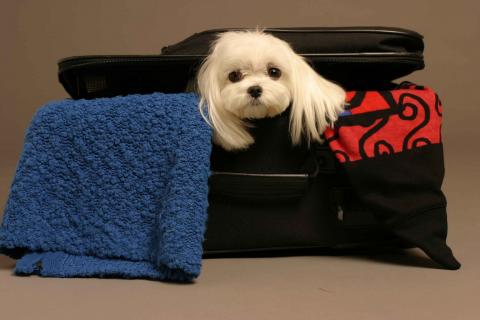 Un perro asomando en una maleta de viaje