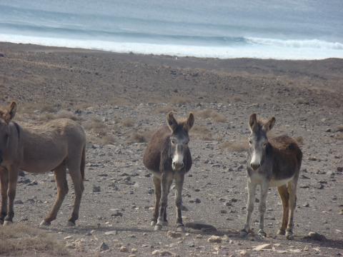 Burros en Fuerteventura