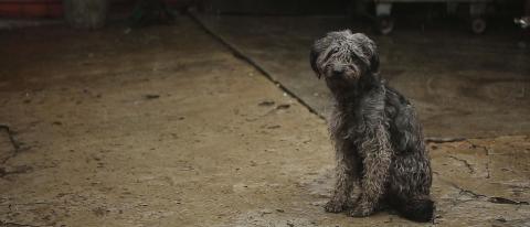 Perro abandonado