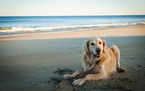 Un perro en una playa