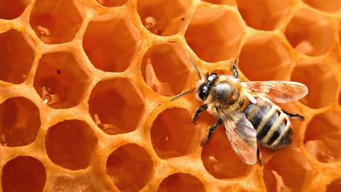 Una abeja en un panal