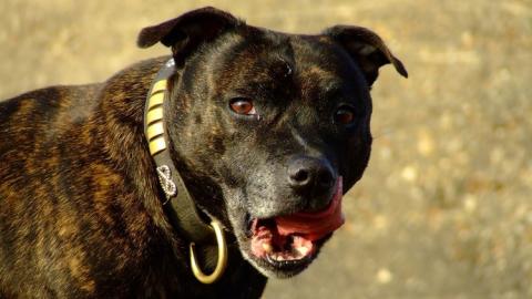 perro de raza Staffordshire bull terrier